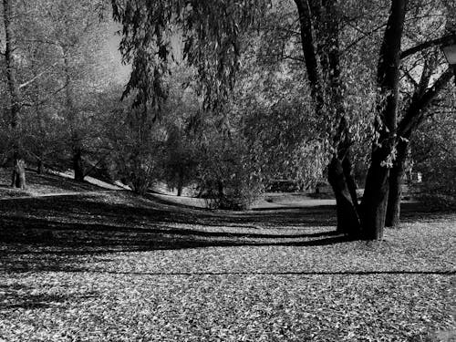 Free Black and white landscape of autumn park covered with fallen leaves Stock Photo