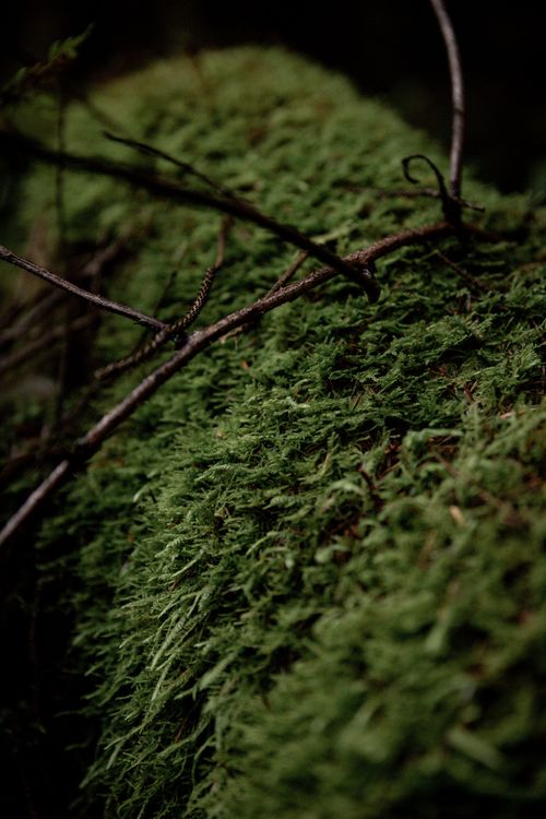 Free Detailed close-up of vibrant green moss with twigs in Northern Ireland forest. Stock Photo