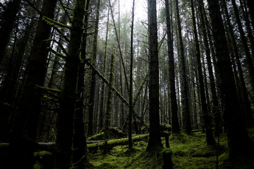 Foto profissional grátis de árvores, compensação, floresta