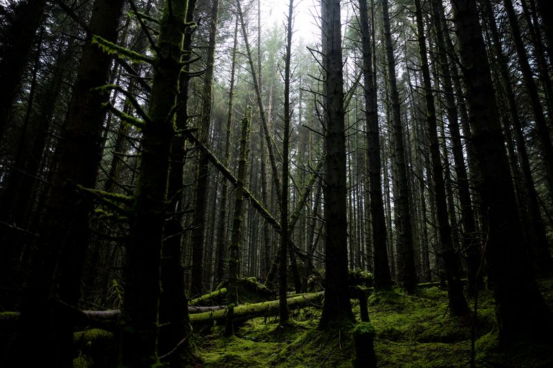 What is a natural burial?