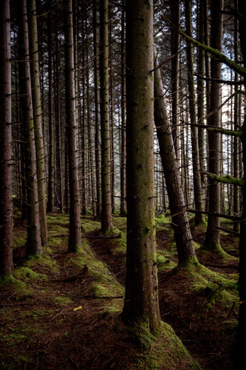 Forest Trees With Moss 