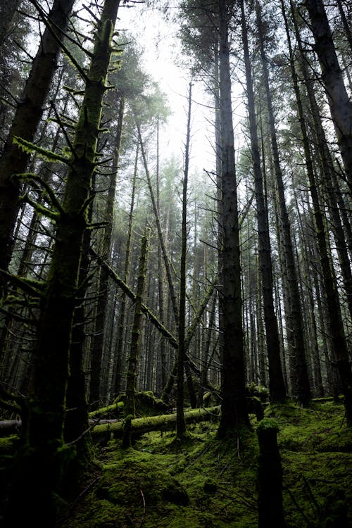 Foto stok gratis hutan, pohon yang tinggi, tembakan vertikal