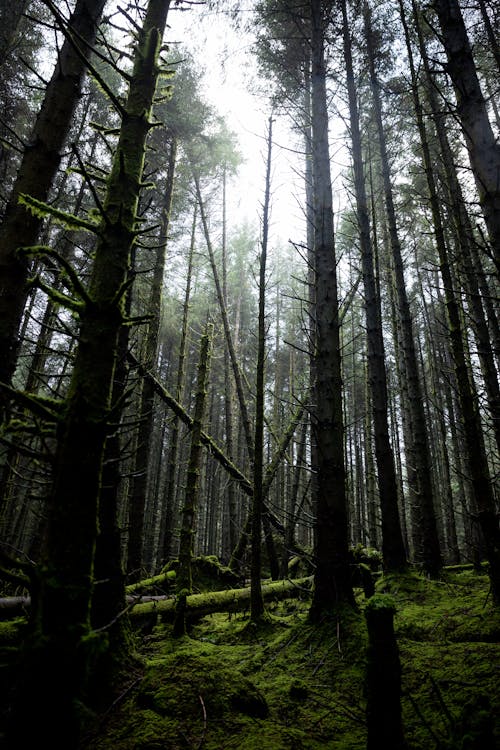 Photo of Tall Trees in the Forest