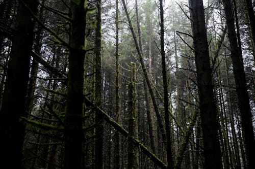 Foto stok gratis hutan, lumut, pohon