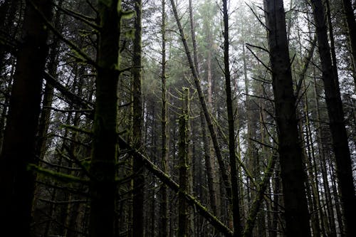 Trees Covered in Moss 