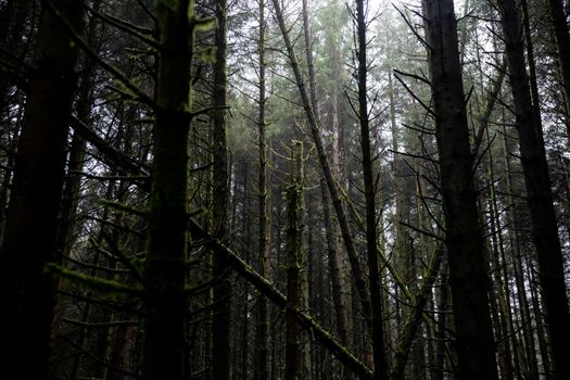 Dense forest with moss-covered trees in Northern Ireland, creating a mysterious ambiance.