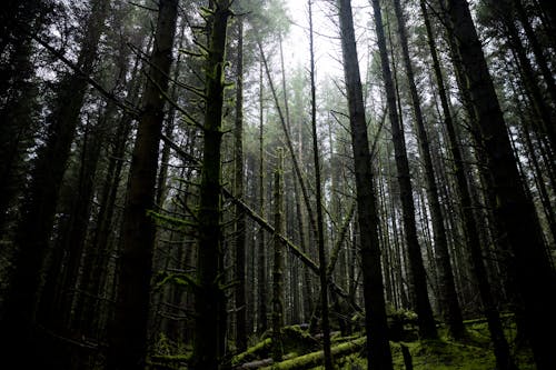 Foto profissional grátis de árvores, compensação, floresta