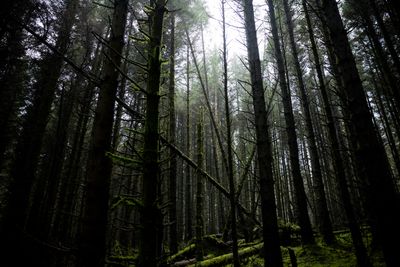 Moss-covered forest floor — photo by Sam Forson on Pexels