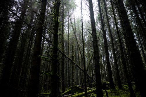 Free Explore the tranquil beauty of a mossy forest in Northern Ireland, capturing nature's quiet majesty. Stock Photo