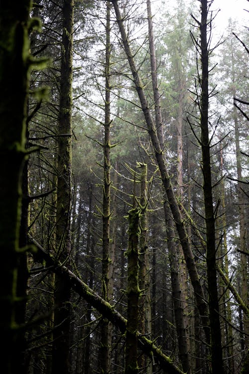 Leafless Trees in a Forest