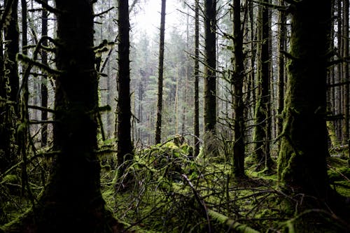 Trees Covered in Moss