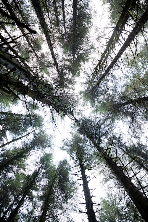 Free stock photo of forest, ground up, look up