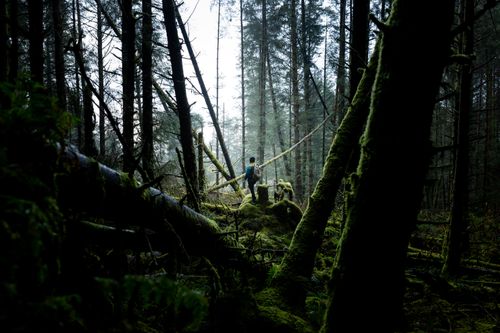 Free A lone adventurer explores the lush, moss-covered forest in Northern Ireland, surrounded by towering trees. Stock Photo