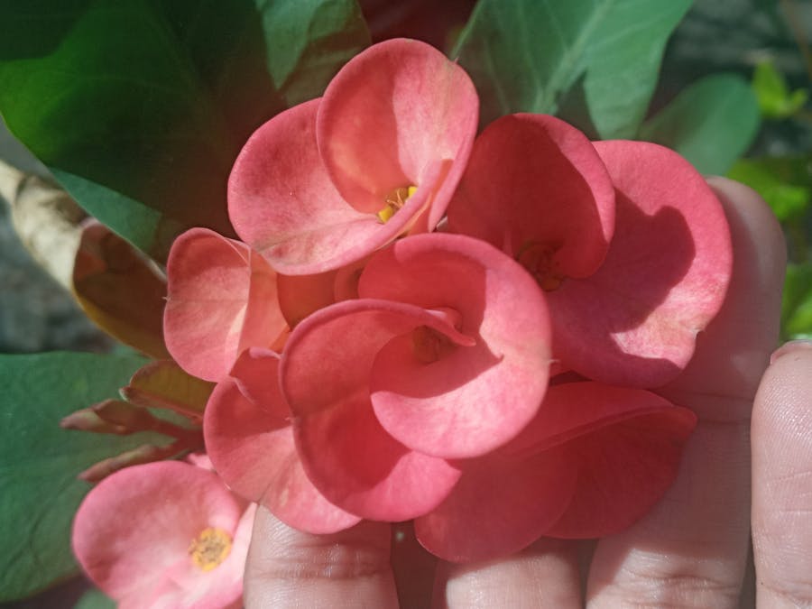 volta grande project belo sun mining stock price