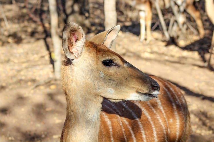 Brown And White Nyala