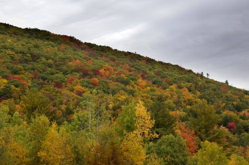 Ingyenes stockfotó domb, erdő, esés témában Stockfotó