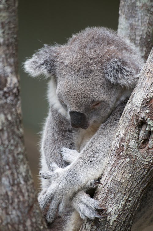 Close-up Photo of Gray Koala Bear 