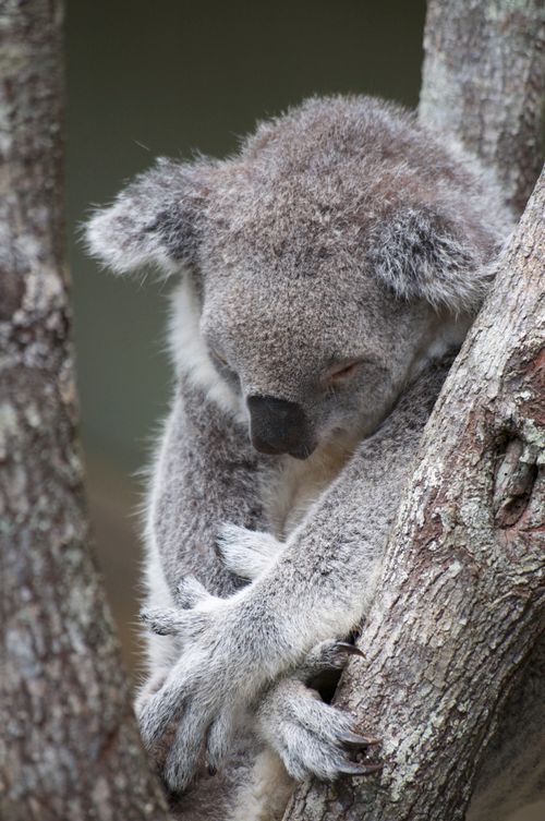 Free Close-up of a koala resting peacefully in a tree in Brisbane, Australia. Stock Photo