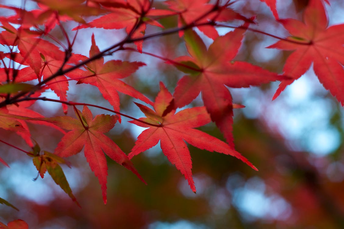Gratis Fotos de stock gratuitas de abstracto, amarillo, árbol Foto de stock