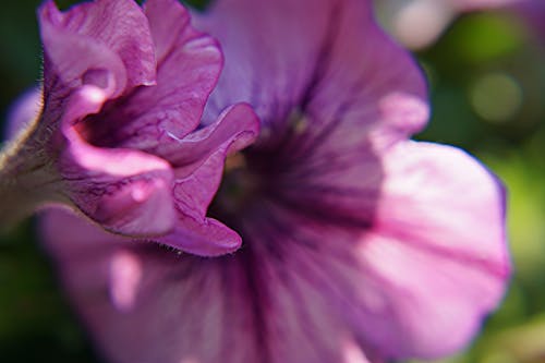 macro Photography of Malva Flower