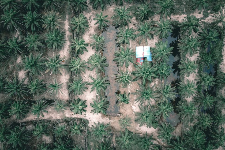 Top-down view of oil palm planted in rows