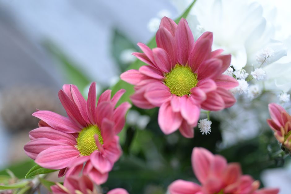 Close-up of vibrant pink daisies with a soft-focus background, showcasing nature's beauty.