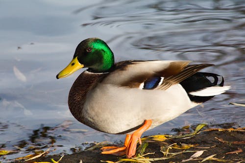 White and Green Duck on Water