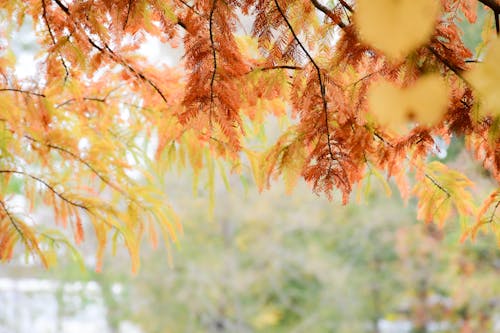 下落, 樹葉, 特写 的 免费素材图片
