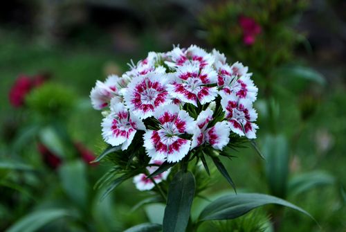 Free A close-up of vibrant red and white Dianthus flowers in a lush garden setting. Stock Photo