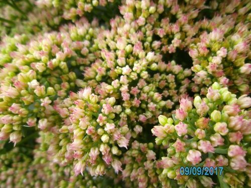 Free stock photo of nature Stock Photo