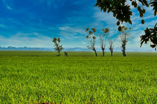 Spectacular view of grassland with unusual trees growing under colorful cloudy sky in summertime