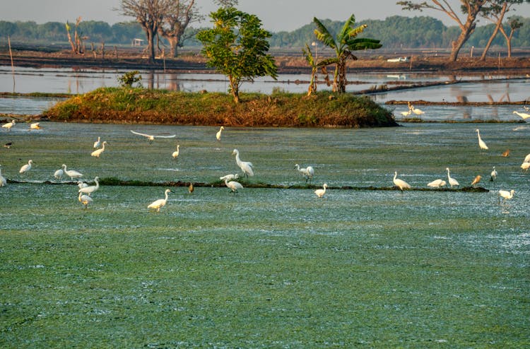 Great Egrets On Grass Sea Coast In Summertime