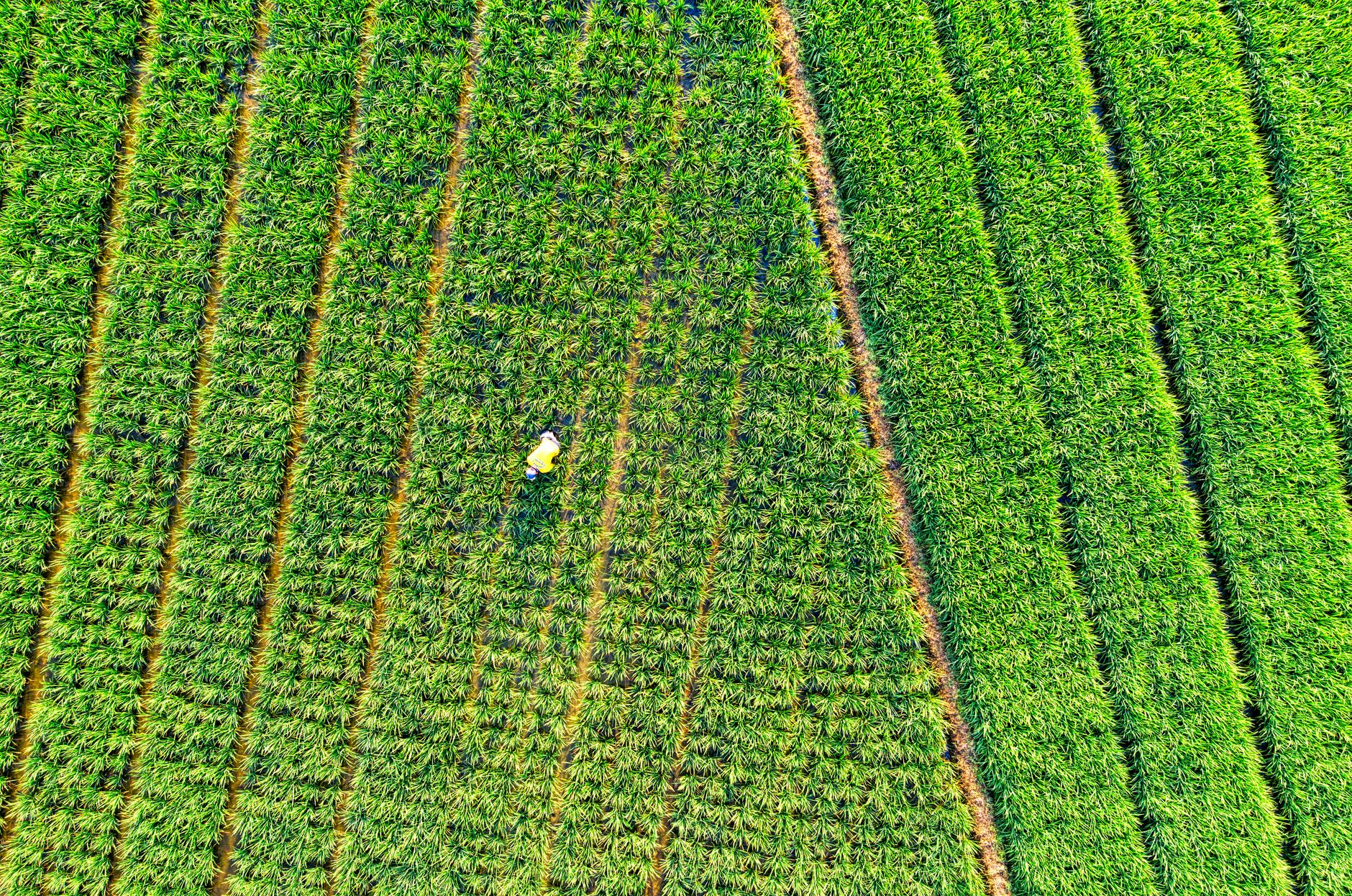Agriculture IoT Market Poised for Explosive Growth, Reaching $76.8B by 2033