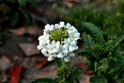 Foto stok gratis bunga putih, bunga-bunga