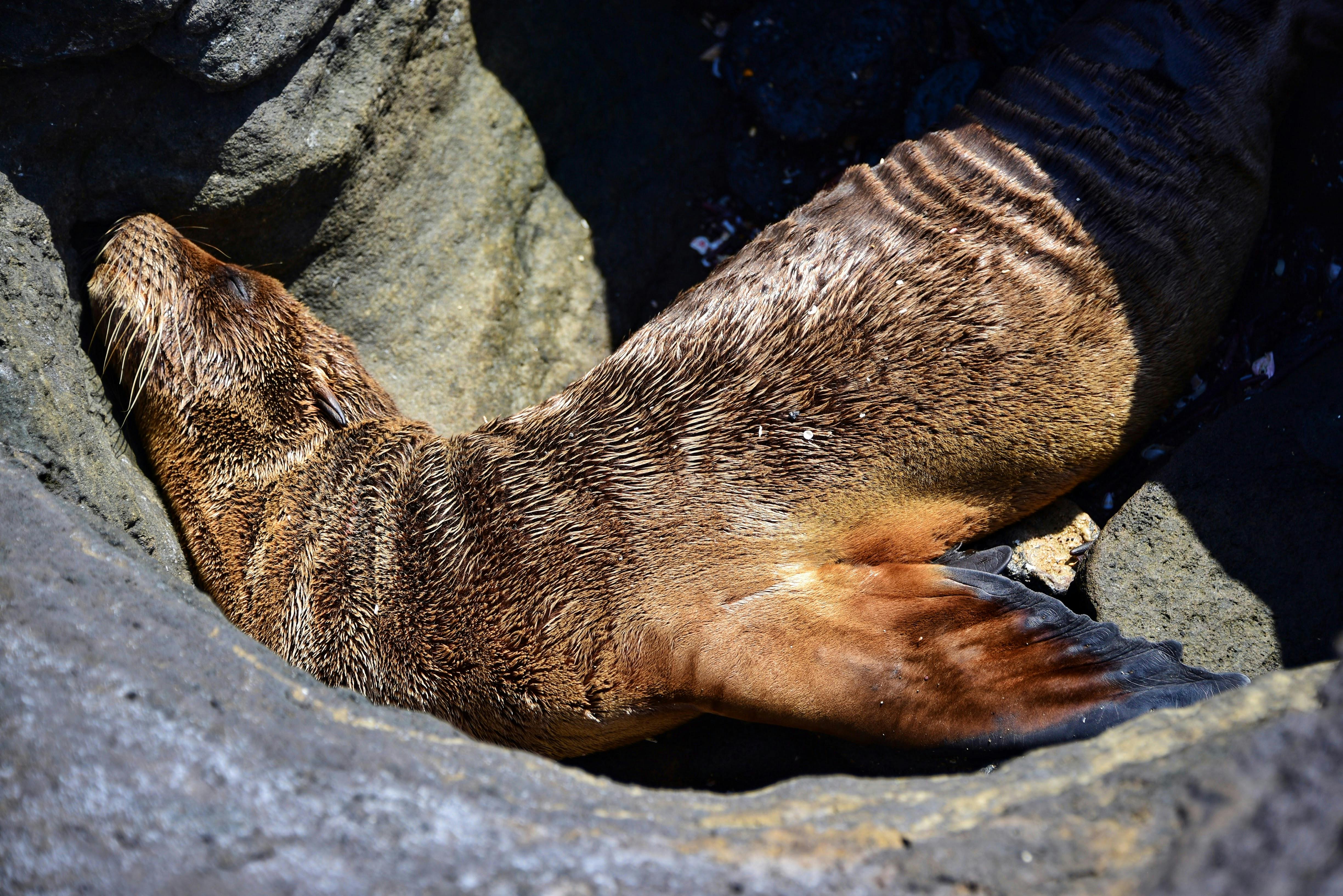 Free stock photo of sea lions