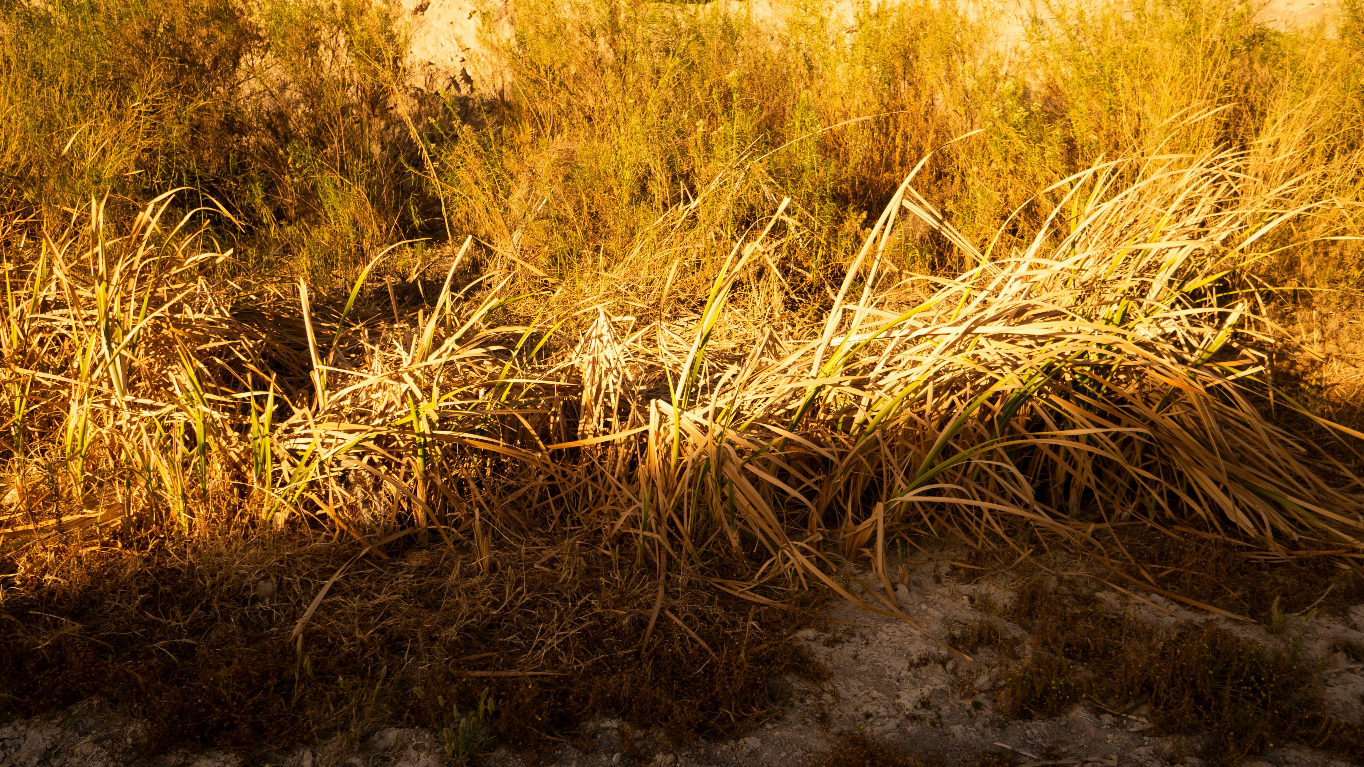 Shelves of over-the-counter medications