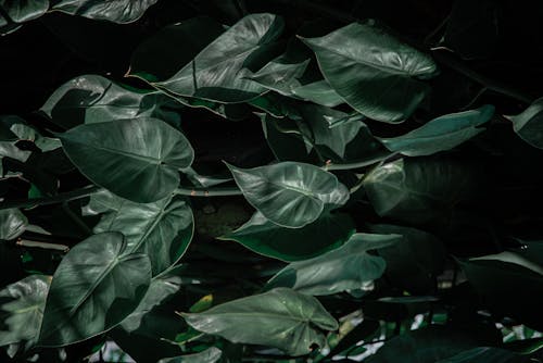 Imagine de stoc gratuită din abundență, arbori veșnic verzi, botanic