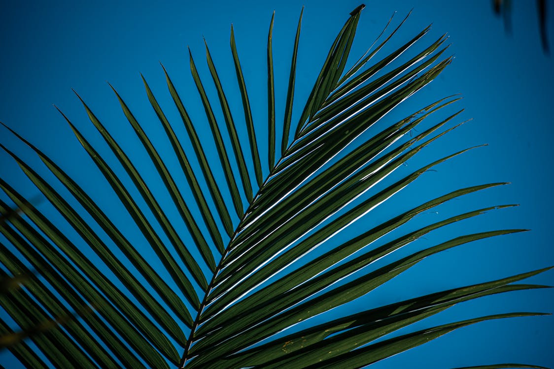 Green palm branch with against blue sky · Free Stock Photo