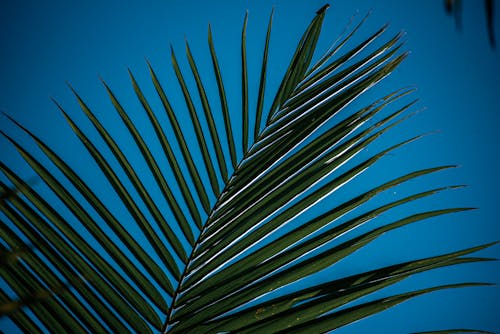 Green palm branch with against blue sky