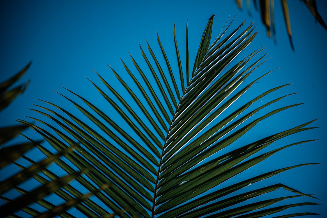 Kostnadsfri bild av biologi, blå himmel, blad