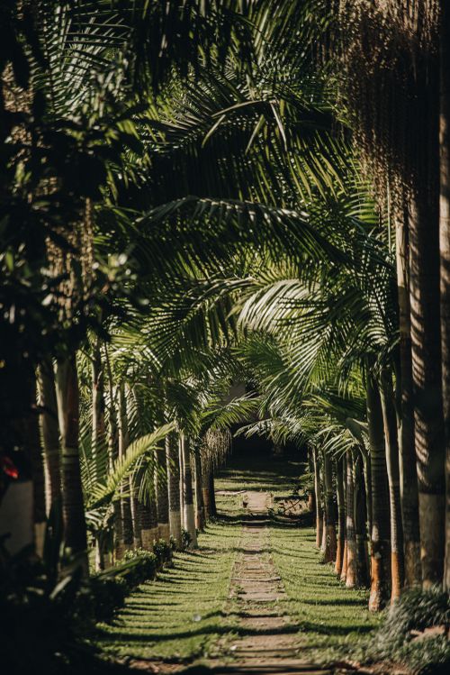 Free Walkway between palms with lush foliage growing in exotic tropical park in sunlight Stock Photo