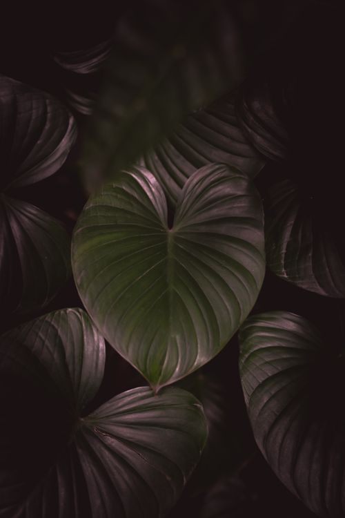 Free A dark, close-up view of textured green leaves layered in a vertical composition. Stock Photo