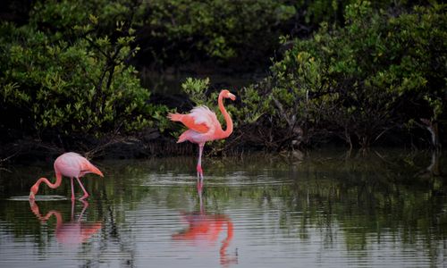 Free Flamingos wading in serene waters surrounded by lush greenery, reflecting elegance and grace. Stock Photo