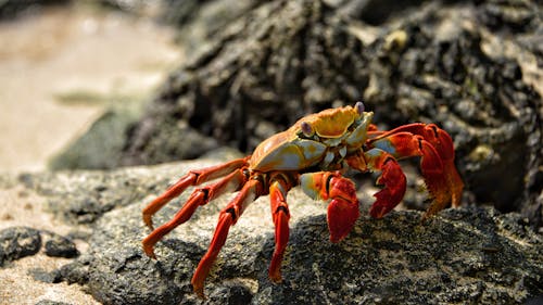Free Orange Crab in Shallow Photo Stock Photo
