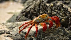 在加拉帕戈斯岩石海岸线上，栖息着充满活力的莎莉·莱特富特蟹