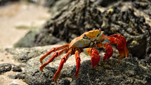 Red Crab Parade: Christmas Island Turns Scarlet This Season