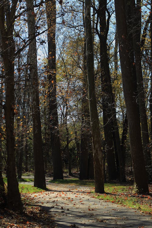 Бесплатное стоковое фото с дерево, деревья, дневной свет