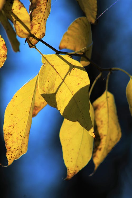 Free Yellow Leaves in Tilt Shift Lens Stock Photo