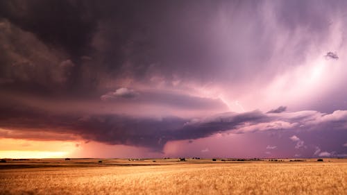 A Wheat Field under a Stormy Sky
