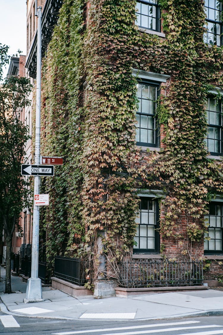 Overgrown Residential Building On Street In City